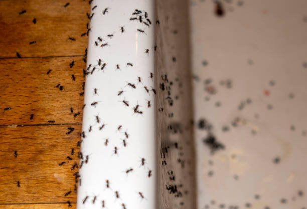 Best Pest Inspection Near Me  in Grissom Af, IN