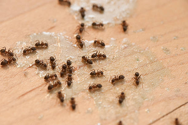Best Emergency Pest Control  in Grissom Af, IN